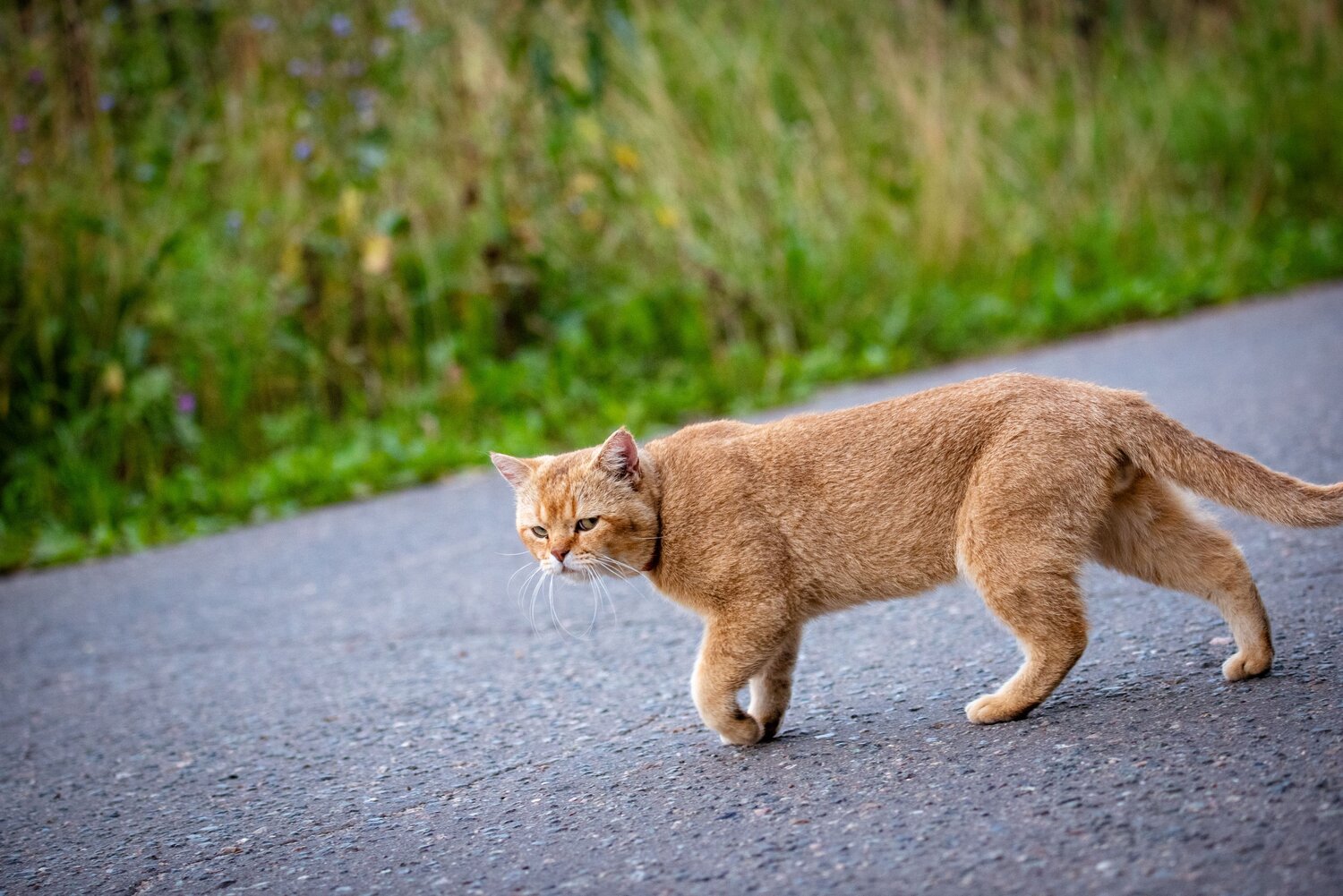 Photo #13837404
