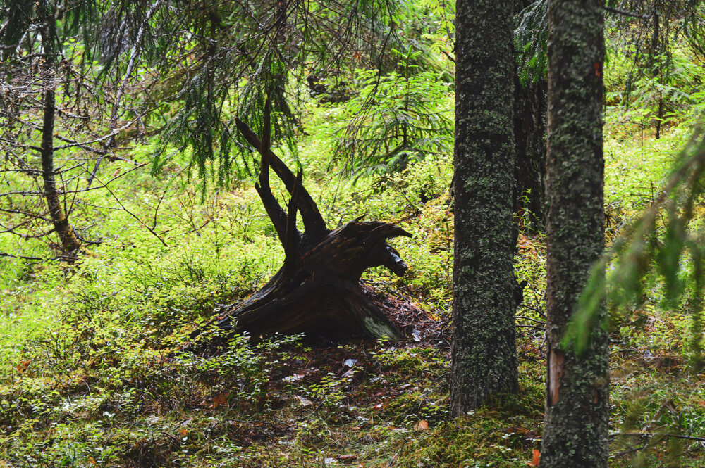 Photograph by Евгения Сапон