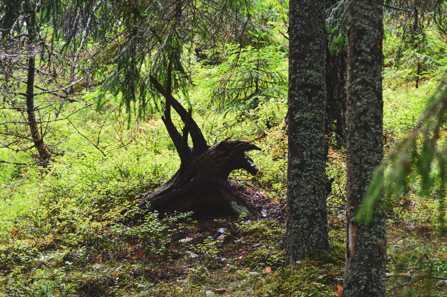 Photo #13837477