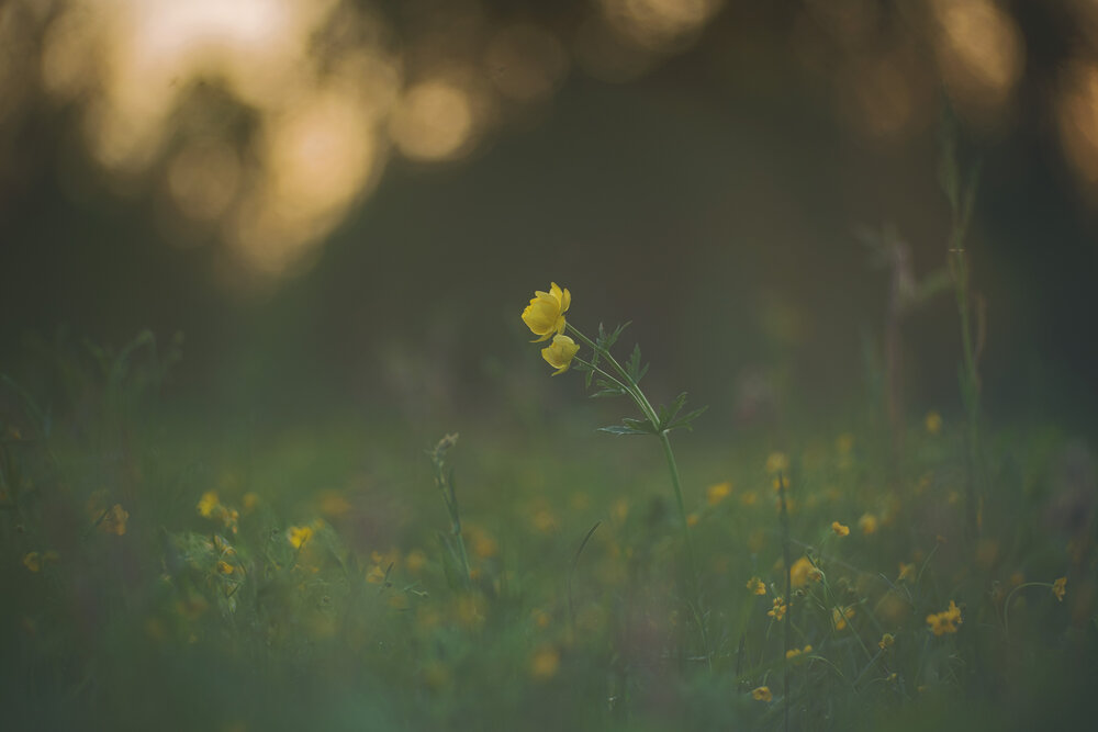 Photograph by Алексей Широбоков