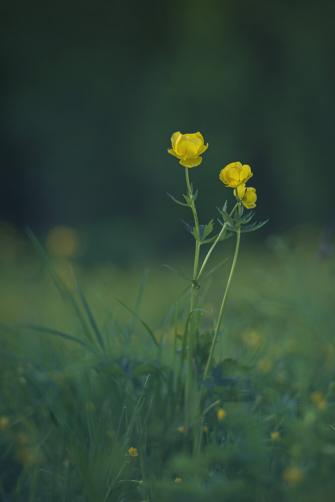 Photograph by Алексей Широбоков