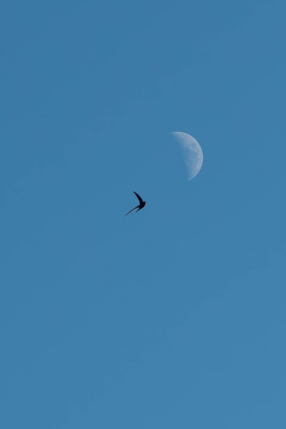 Photo #13837632