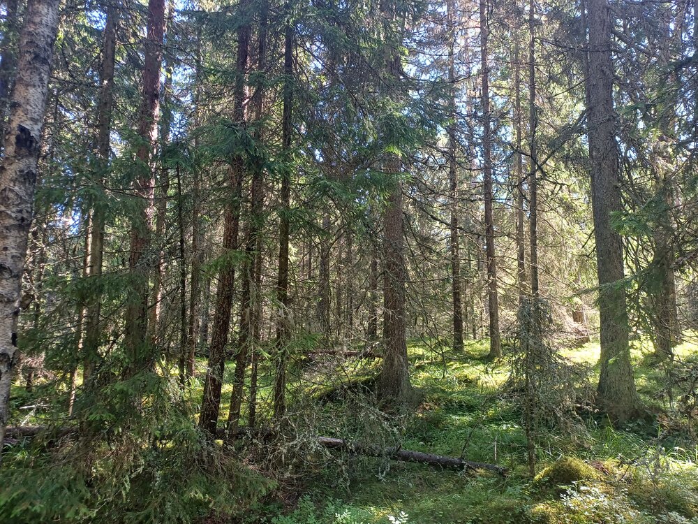 Photograph by Валентина