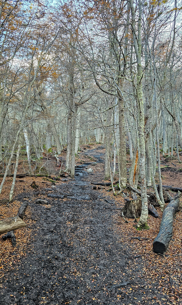 Autumn Forest Path