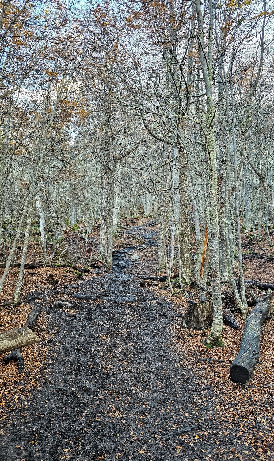 Autumn Forest Path