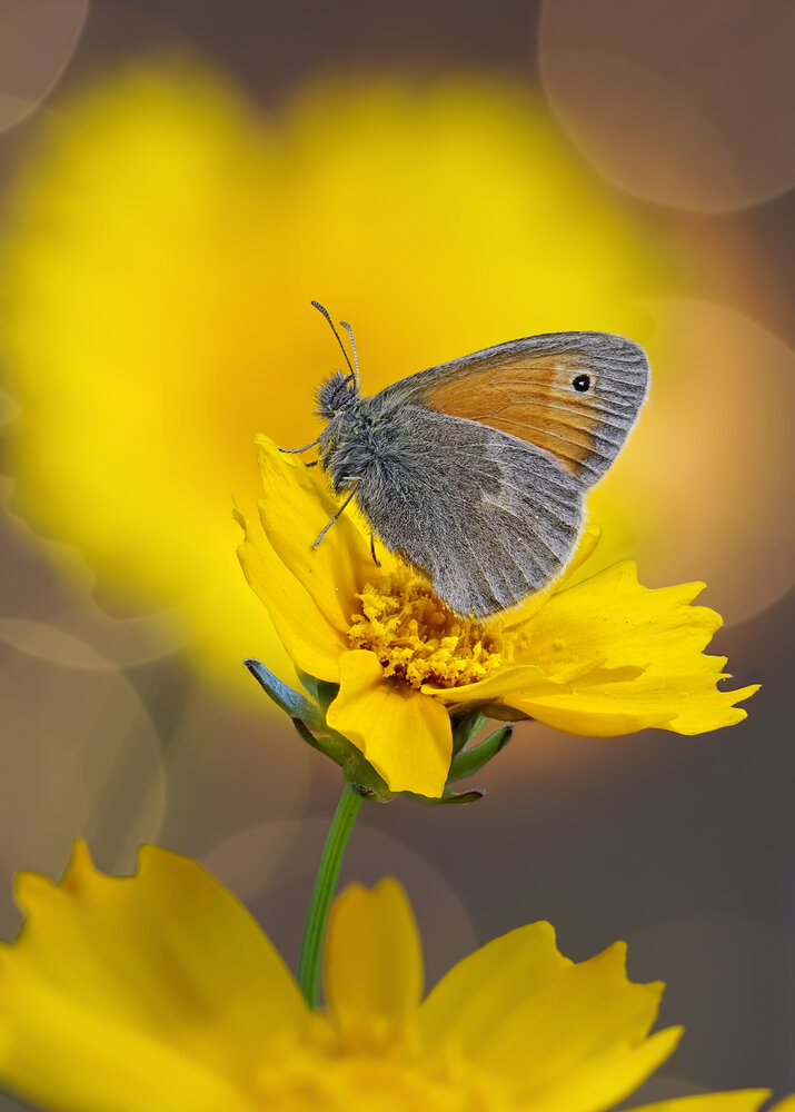 Photograph by Чепленко Алексей