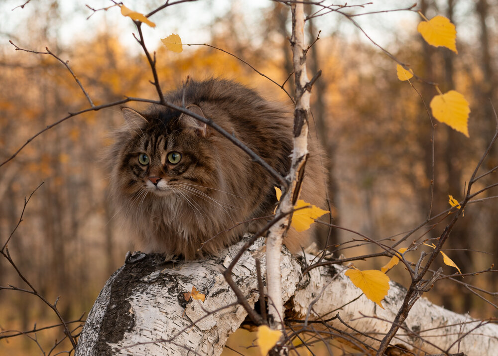 Photograph by Алексей Гончаров