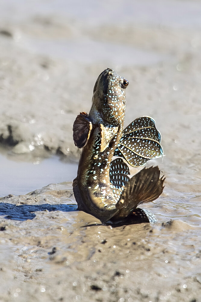 WILD DANCE