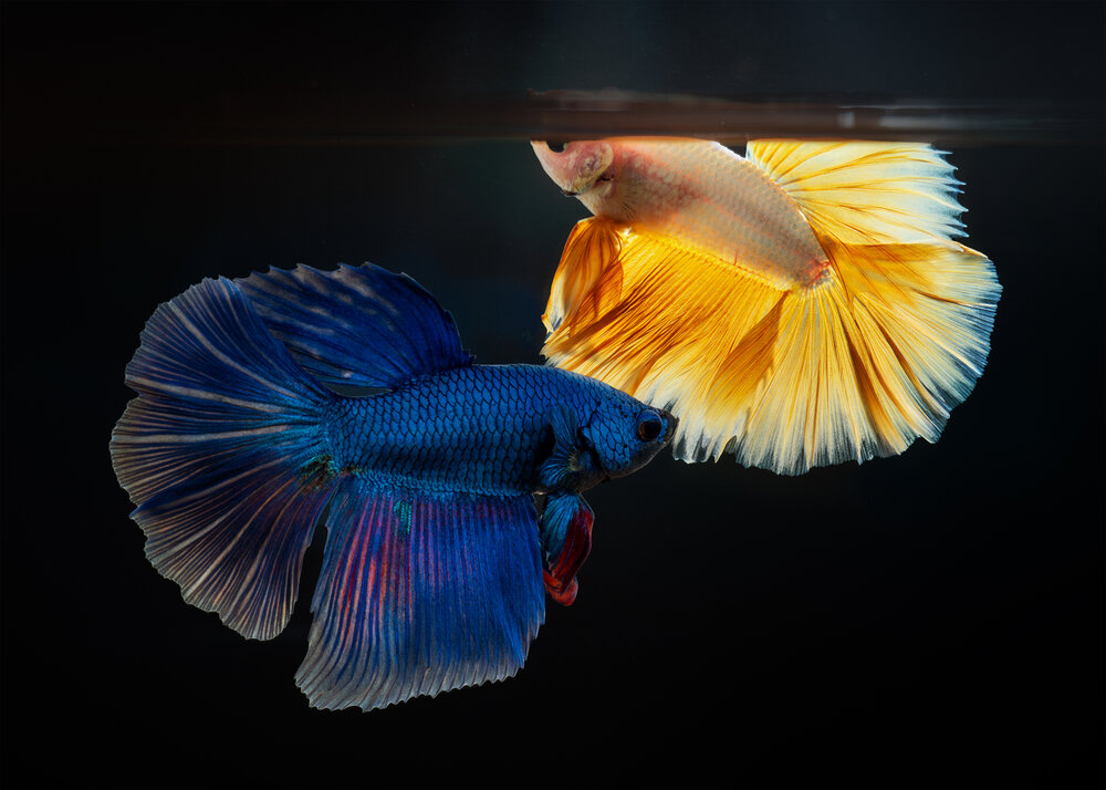 Фотография автора Tran Anh Tuan