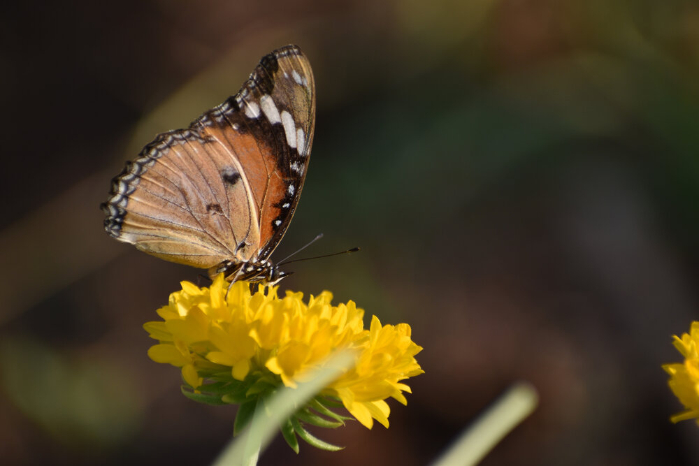 Photograph by Malatesh Garadimani