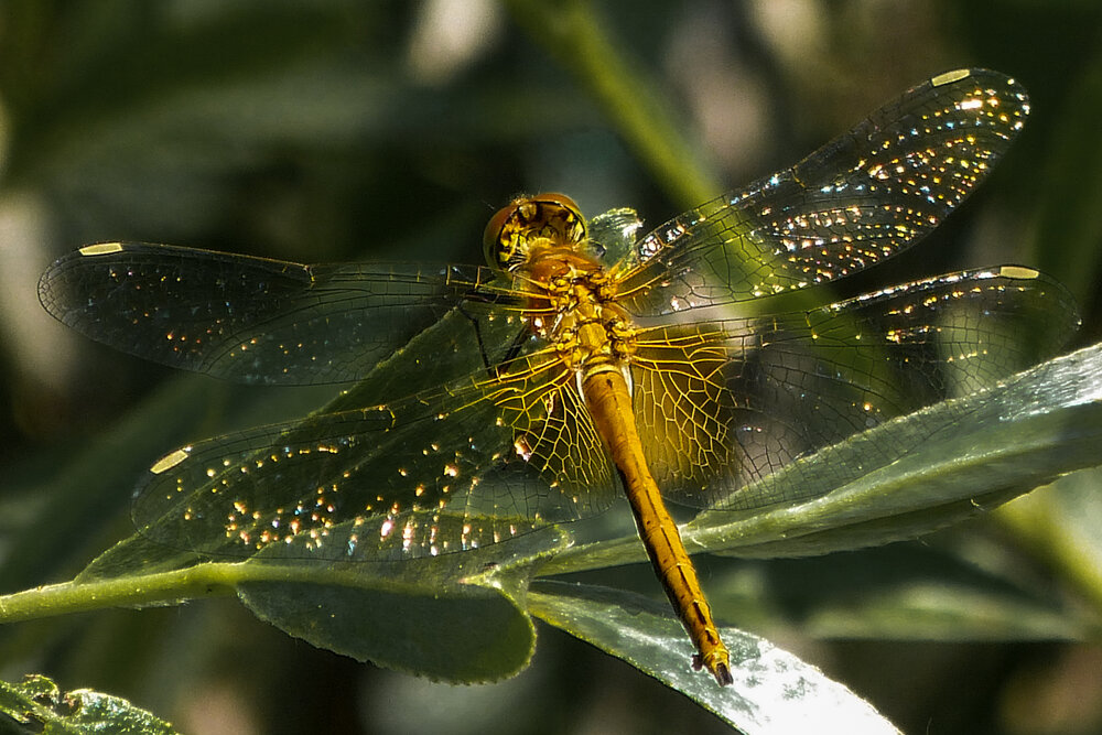 Photograph by Наталья Веселкина