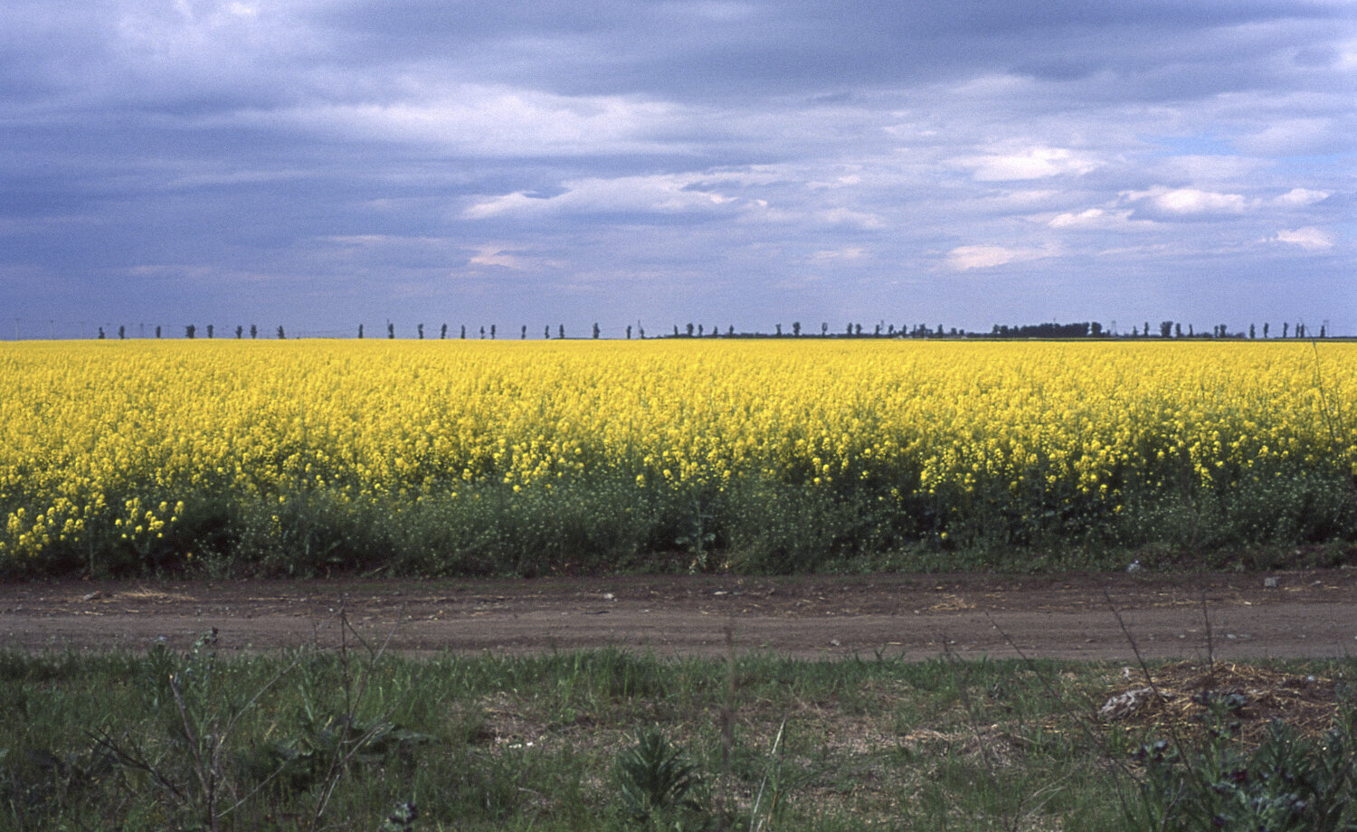 Canola field in the countryside