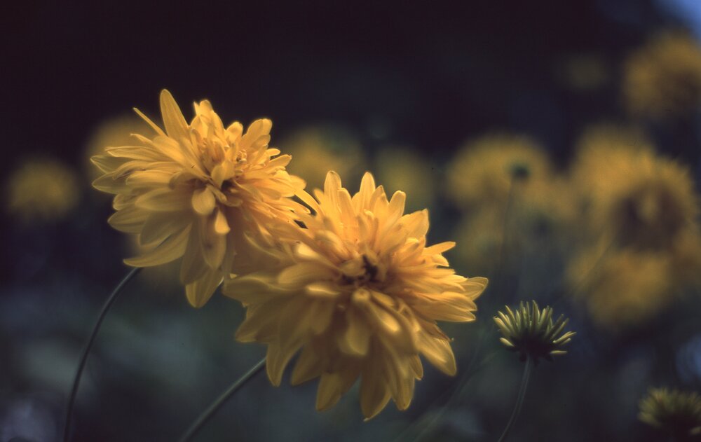Yellow pair... and their offspring