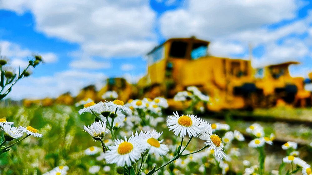 Industrial Yellow in Wildflowers