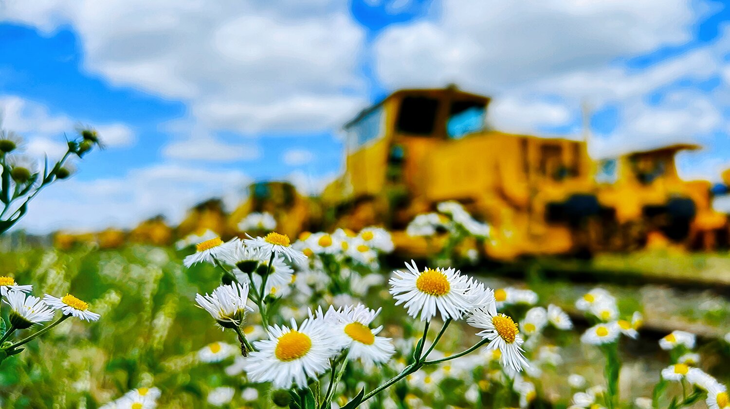 Industrial Yellow in Wildflowers