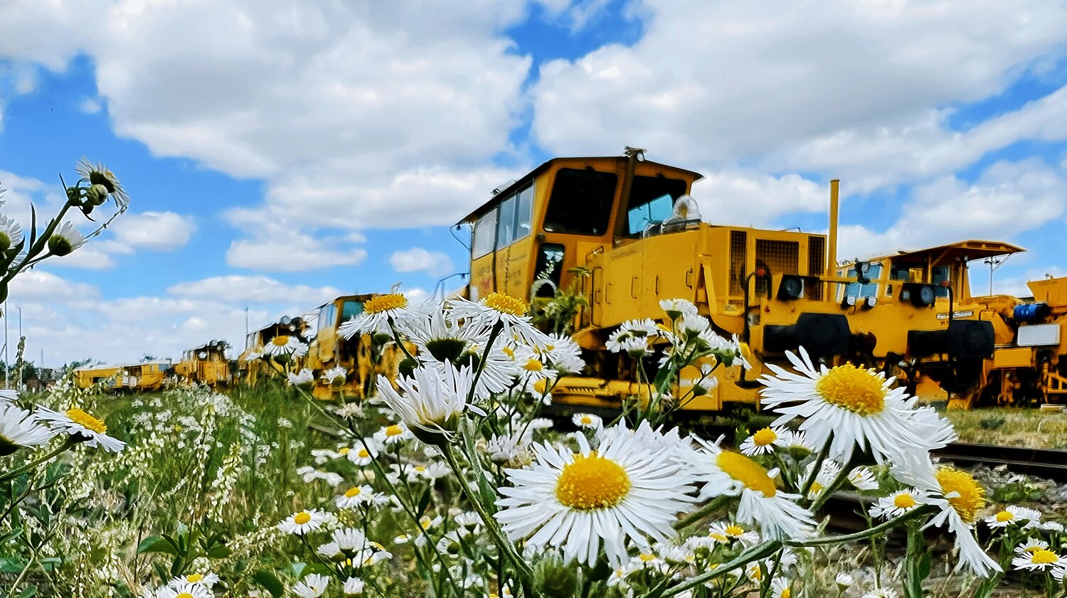 Industrial Yellow in Wildflowers