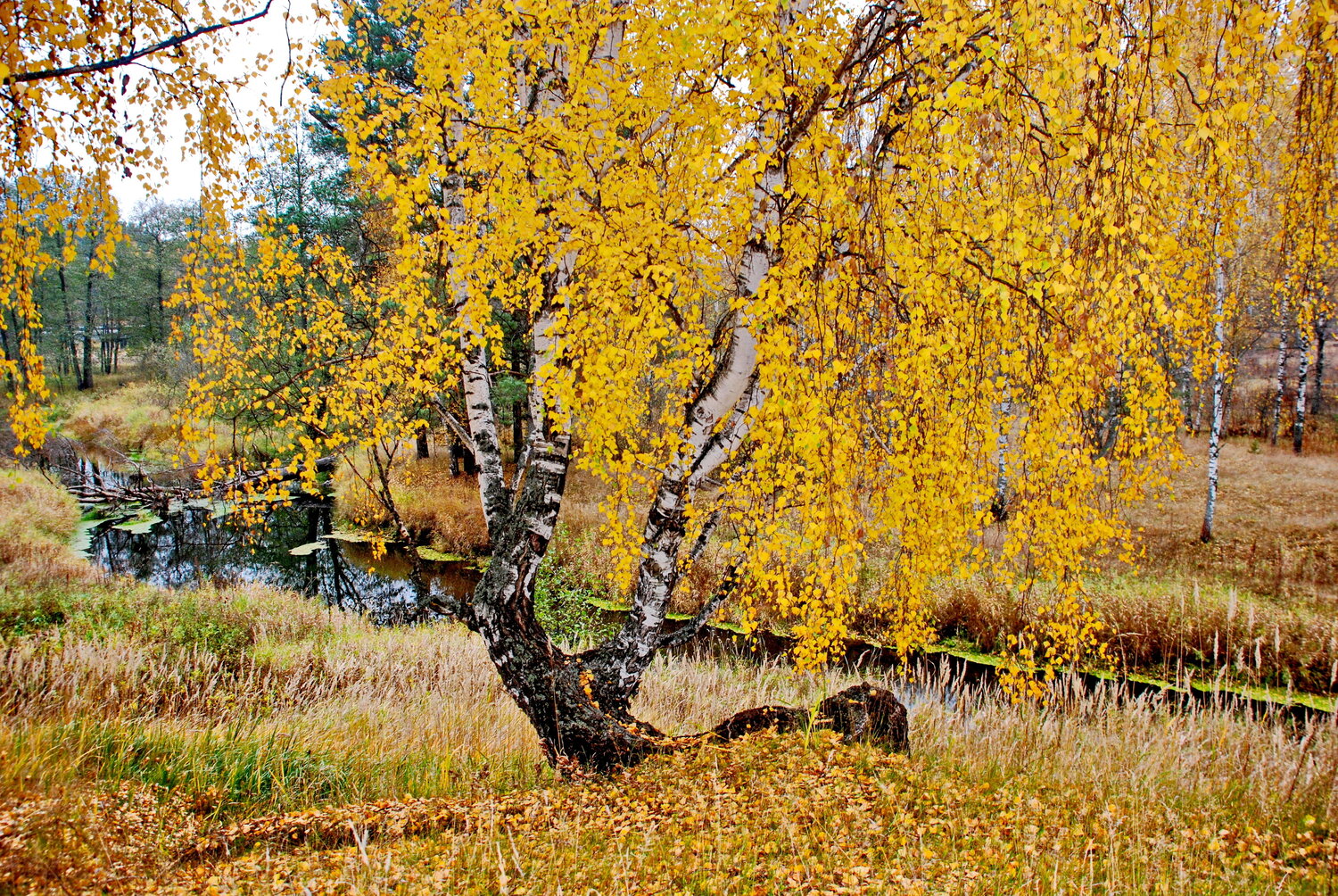 Photo #13839069