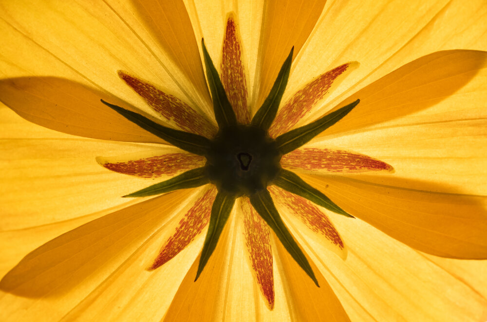 Tropical garden flower