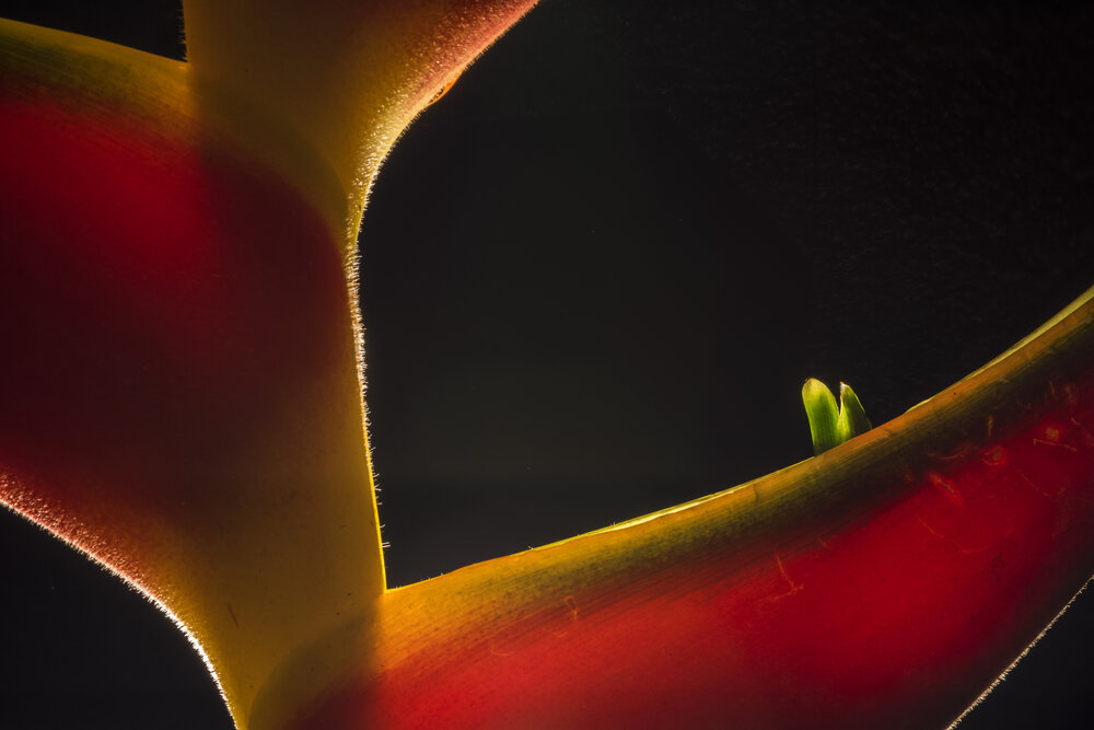 Heliconia