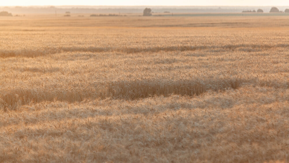 Photograph by Александр Оводов