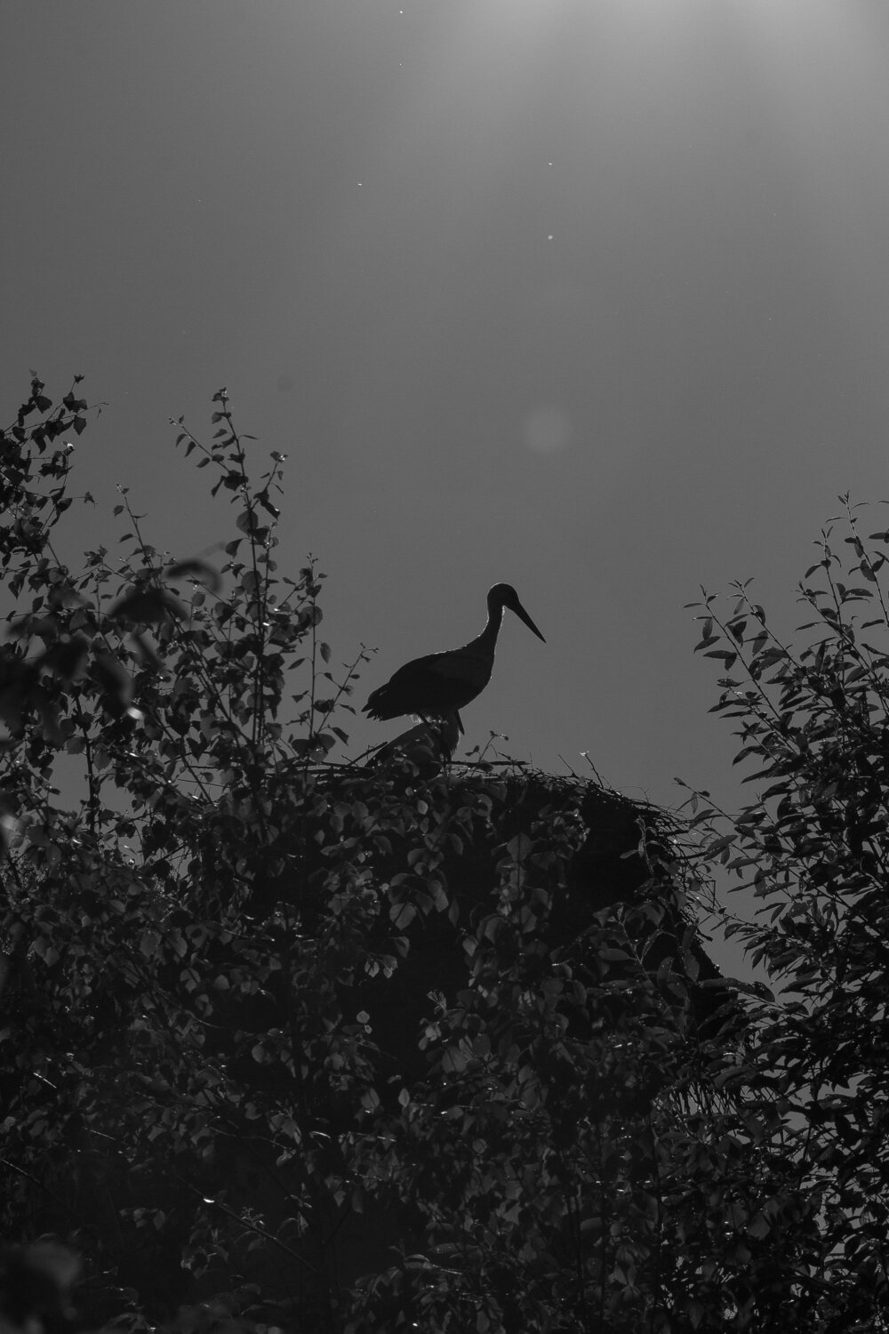 Photo #13839547