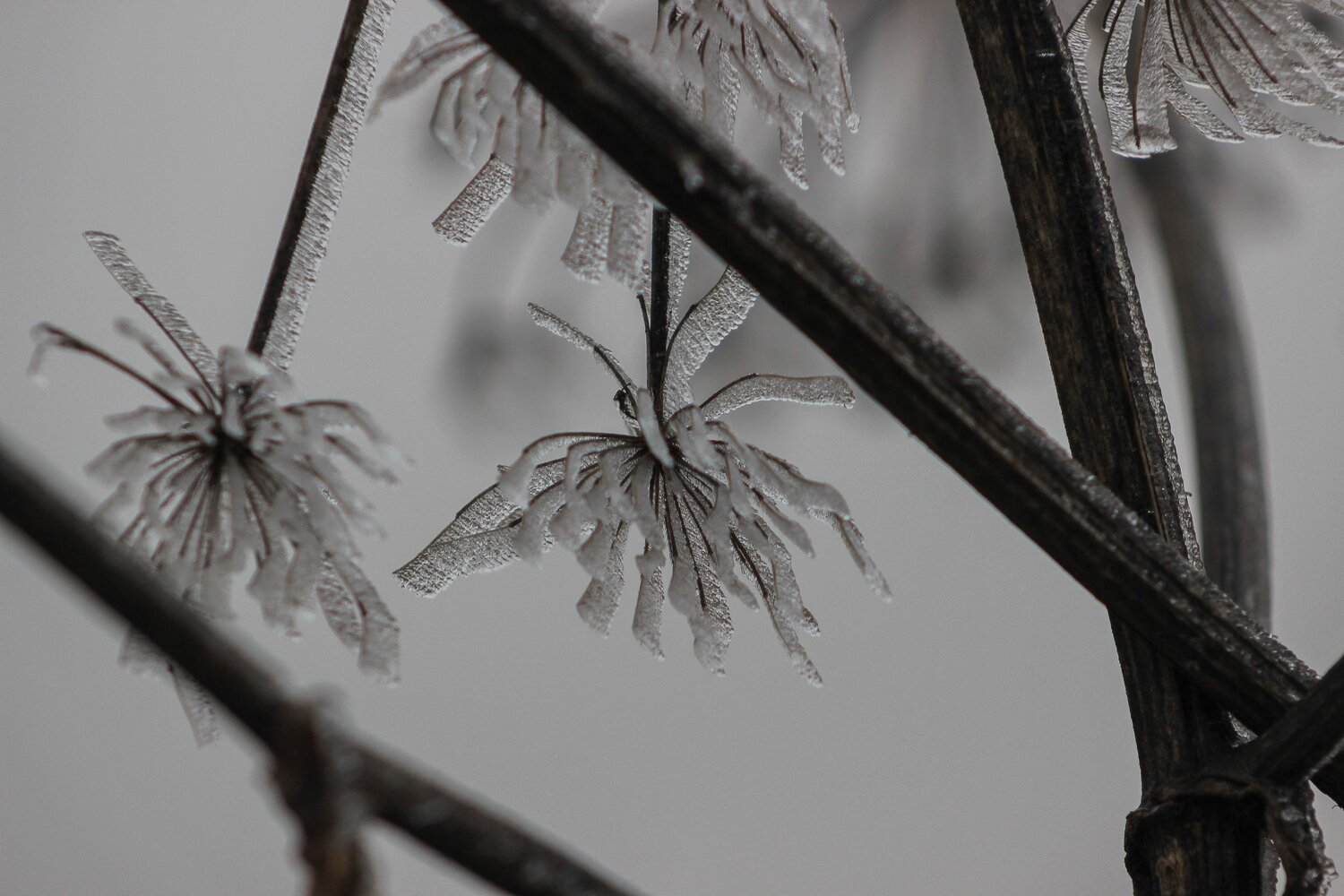Photo #13839584
