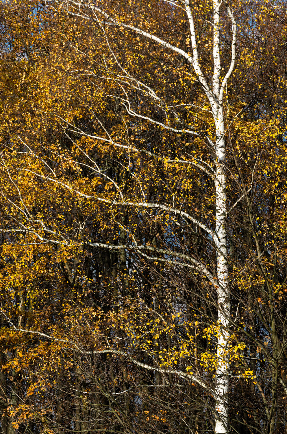 Photo #13839636