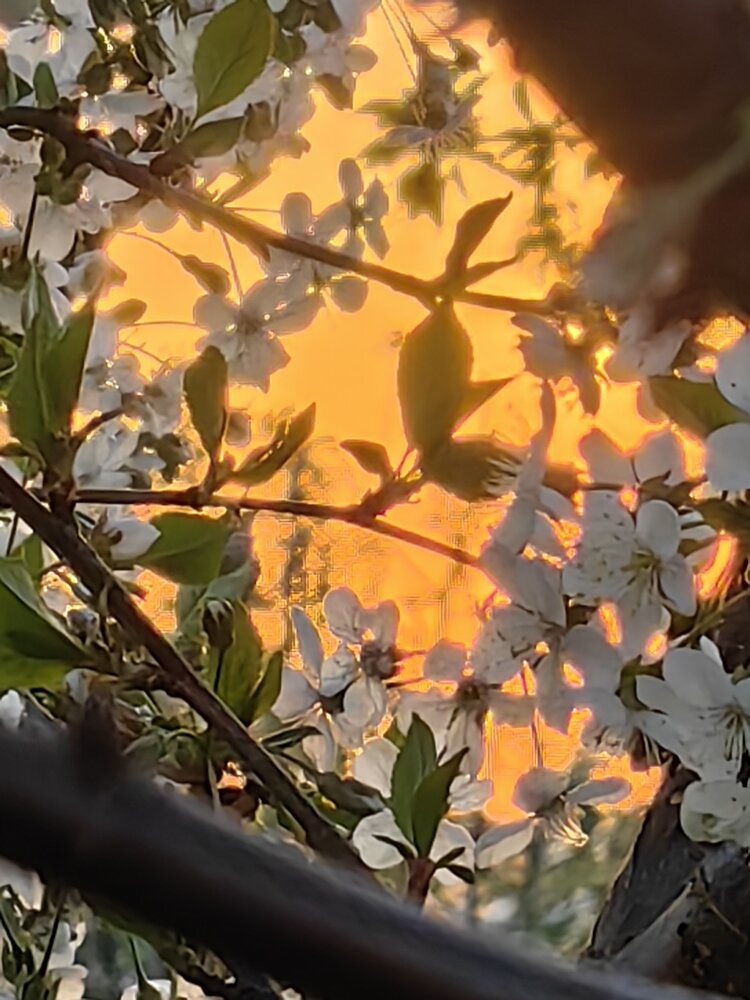 Photograph by Ольга Подопригора
