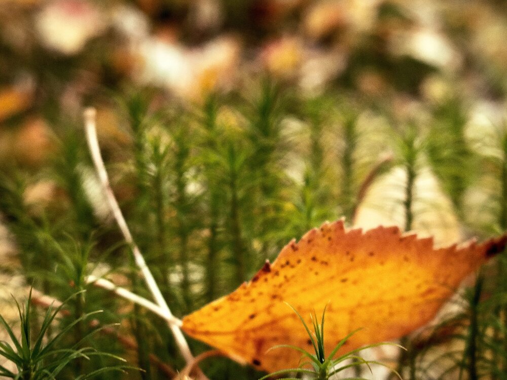 Photo #13840020