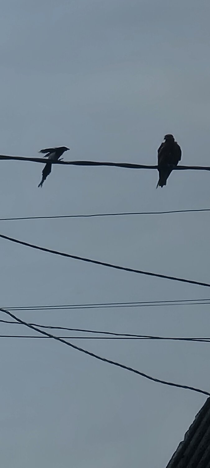 Photo #13840107