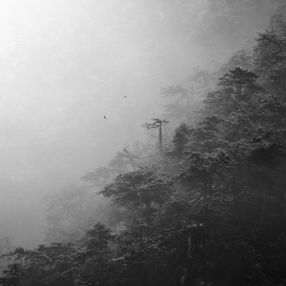 Photograph by de Franzoni Thomas
