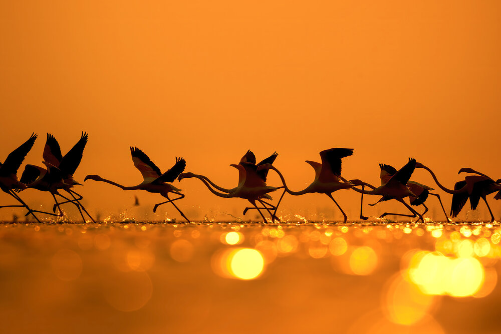 Photograph by Bagaria Abhisek