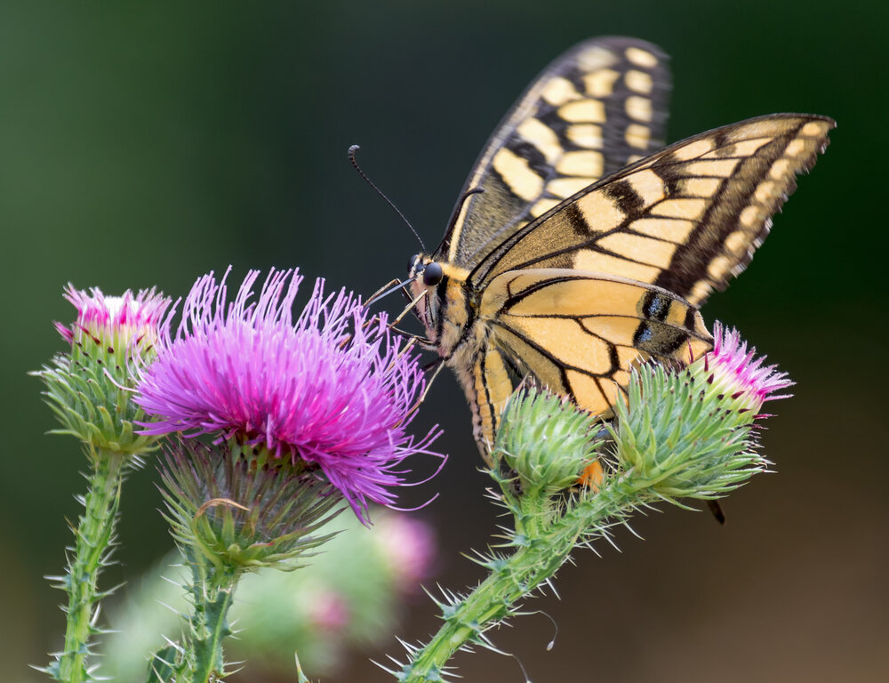 Papilio machaon Linnaeus.