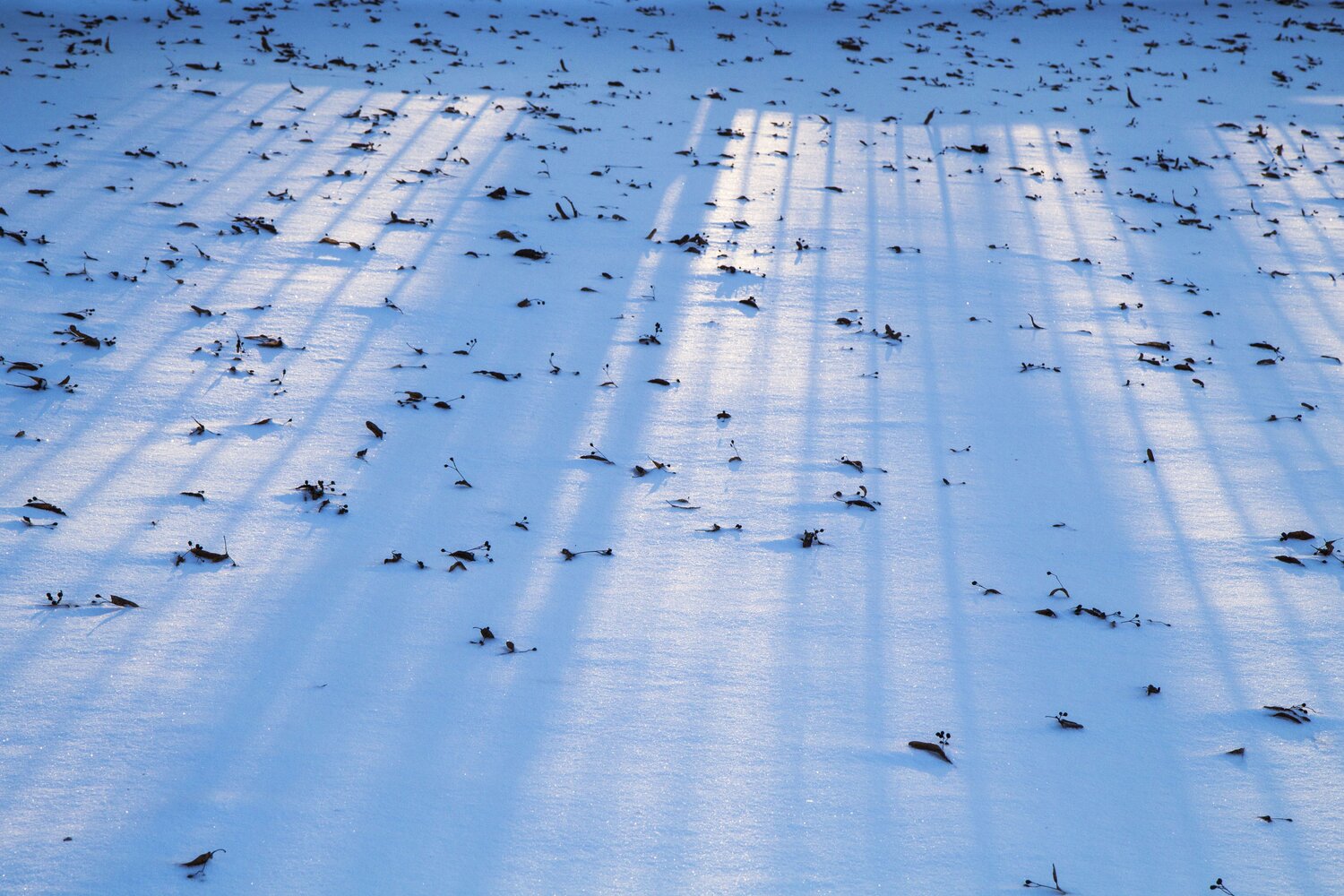 Photo #13840337