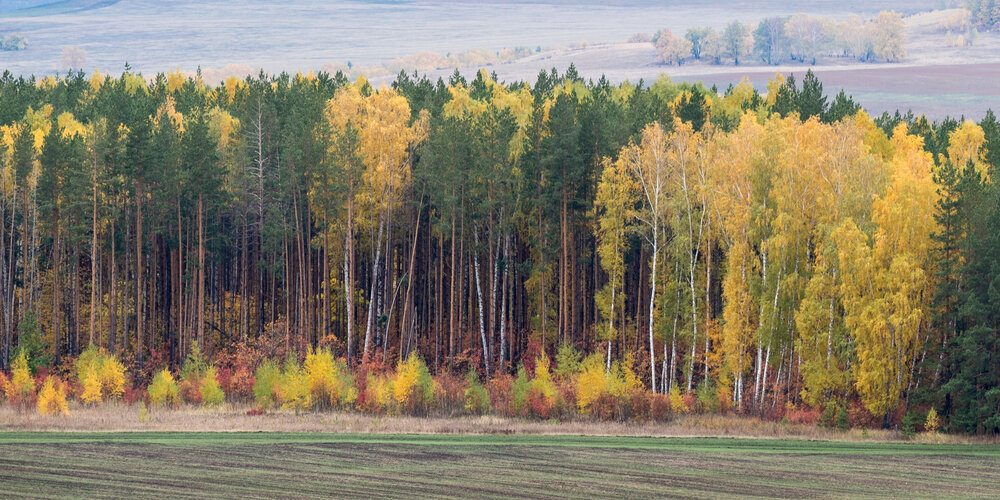 Осенний лес.