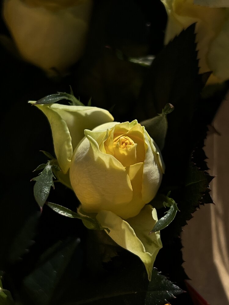 Photograph by Eugenia Schmidt