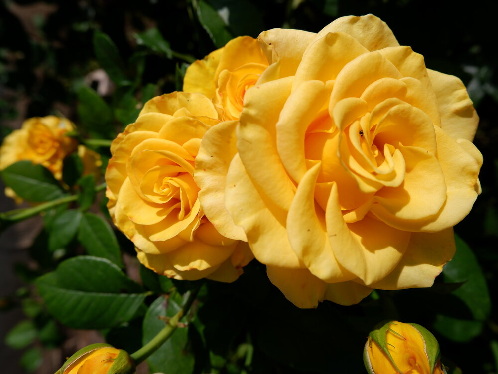 Photograph by Елена Гордеева