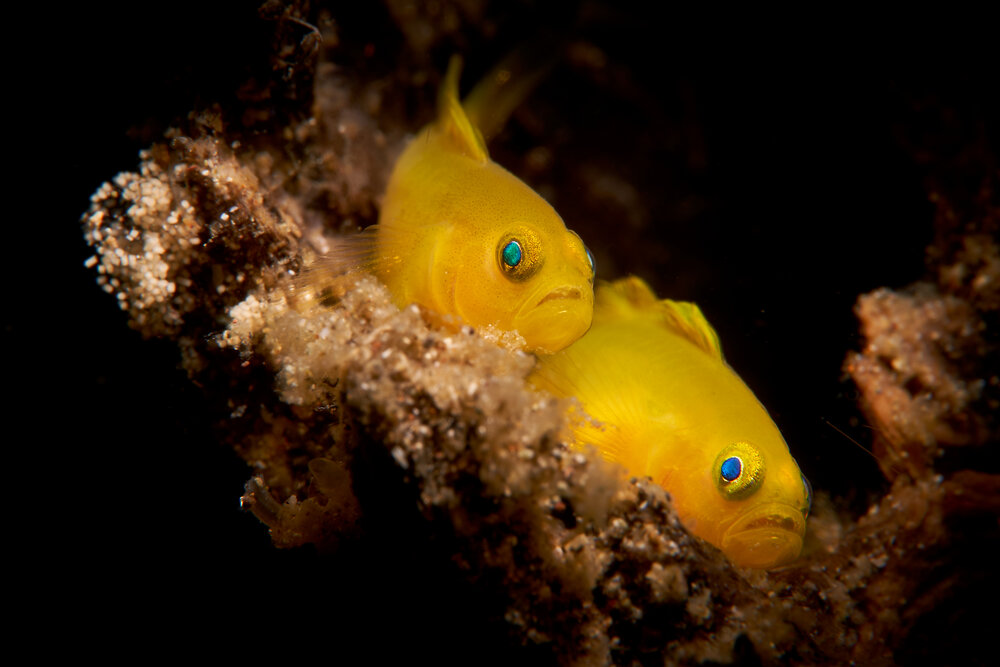 Photograph by Denis Timchenko