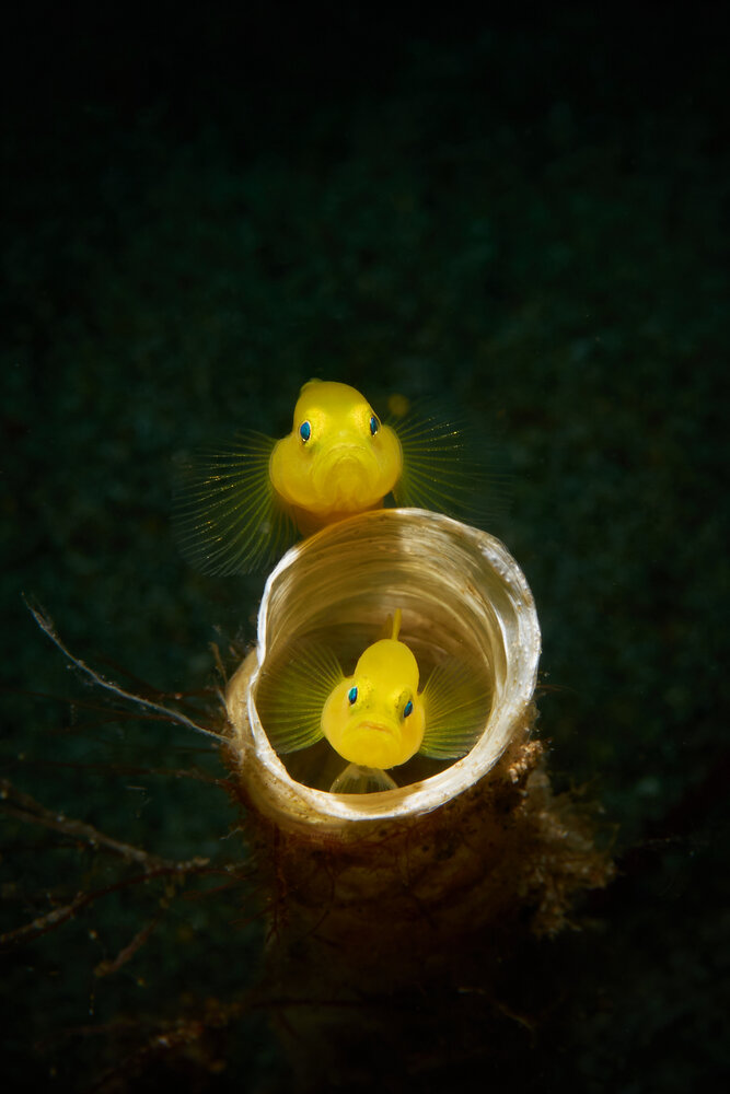 Photograph by Denis Timchenko