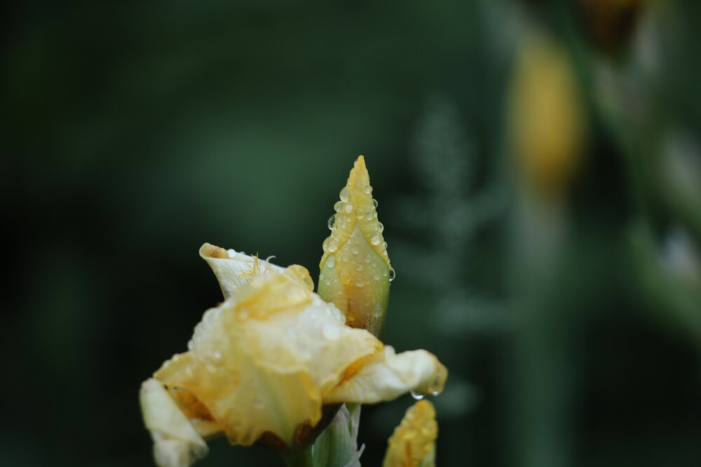 Photograph by Дарья Александровна Емельянова