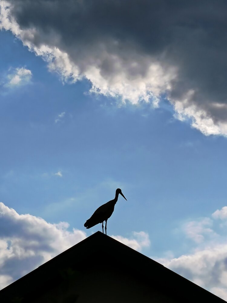 Photograph by JELENA VASIC