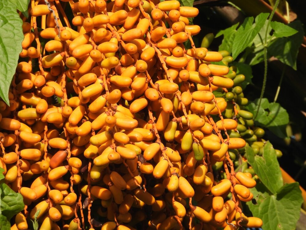 Phoenix dactylifera