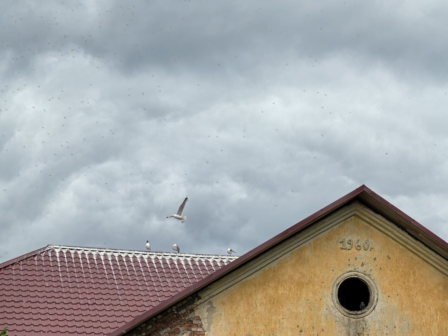 Photo #13841310