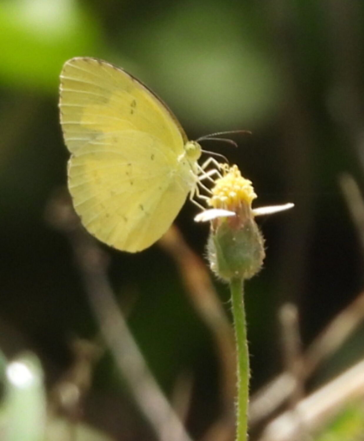 Eurema genus