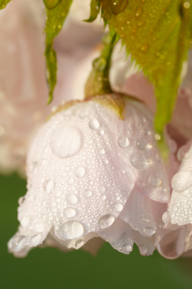 Photograph by KOBAYASHI KENJI