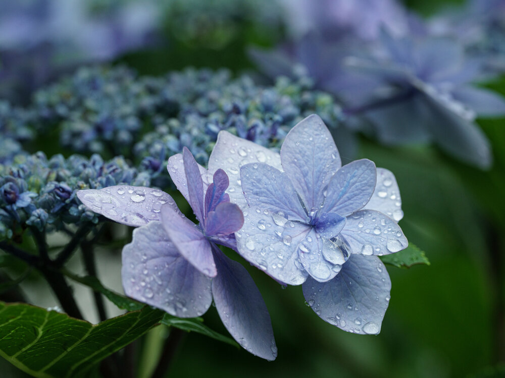 Photograph by KOBAYASHI KENJI