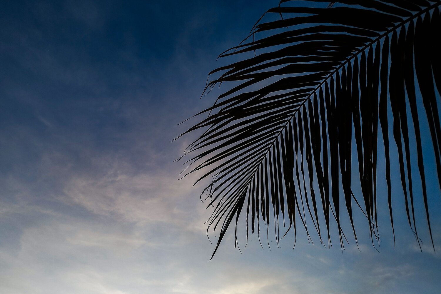 Senja di Ujung Daun