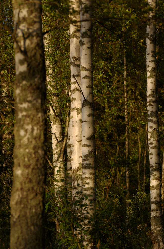 Photograph by Кирилл Корякин