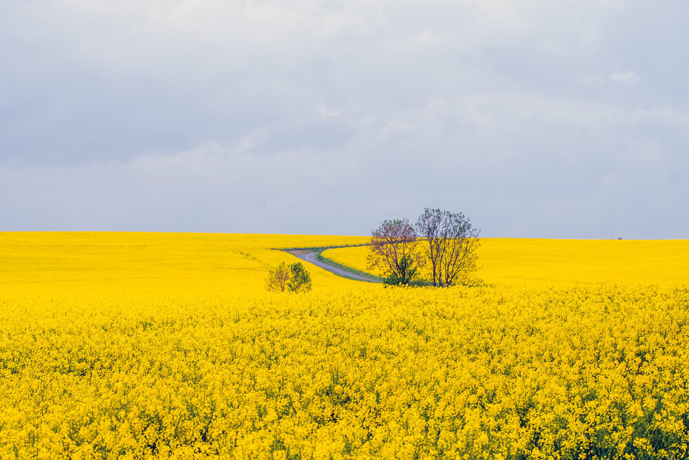 Фотография автора Jan Swaczyna