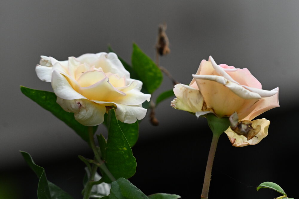 French Lace Rose.
